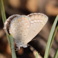 Zizina otis (Common Grass-Blue) at Dryandra St Woodland - 17 Mar 2023 by ConBoekel