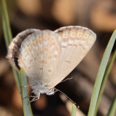 Zizina otis (Common Grass-Blue) at O'Connor, ACT - 16 Mar 2023 by ConBoekel