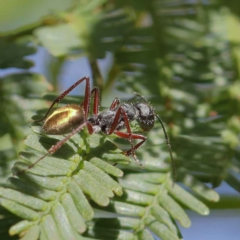 Camponotus suffusus (Golden-tailed sugar ant) at Dryandra St Woodland - 11 May 2023 by ConBoekel