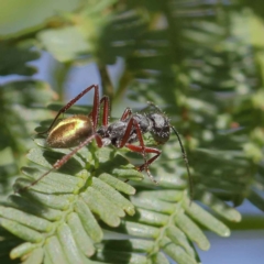 Camponotus suffusus (Golden-tailed sugar ant) at O'Connor, ACT - 11 May 2023 by ConBoekel