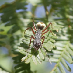 Camponotus suffusus at O'Connor, ACT - 11 May 2023