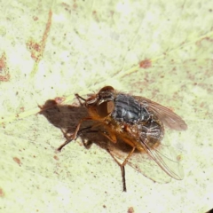 Calliphora sp. (genus) (Unidentified blowfly) at Dryandra St Woodland - 11 May 2023 by ConBoekel