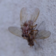 Muscidae (family) (Unidentified muscid fly) at Dryandra St Woodland - 22 May 2023 by ConBoekel