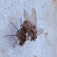 Muscidae (family) at O'Connor, ACT - 22 May 2023