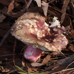 Unidentified Fungus at O'Connor, ACT - 11 May 2023 by ConBoekel