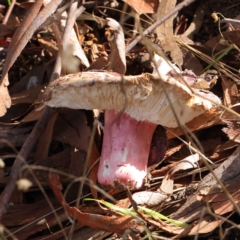 Russula sp. (genus) at O'Connor, ACT - 11 May 2023 11:51 AM