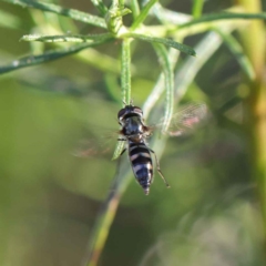 Syrphini sp. (tribe) (Unidentified syrphine hover fly) at Dryandra St Woodland - 22 May 2023 by ConBoekel