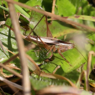 Conocephalus semivittatus (Meadow katydid) at Dryandra St Woodland - 11 May 2023 by ConBoekel