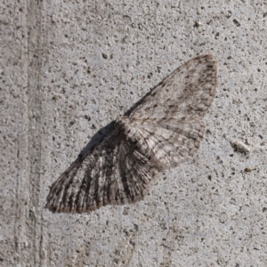 Phelotis cognata at O'Connor, ACT - 11 May 2023