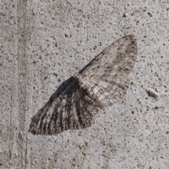 Phelotis cognata (Long-fringed Bark Moth) at O'Connor, ACT - 11 May 2023 by ConBoekel