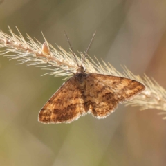 Scopula rubraria (Reddish Wave, Plantain Moth) at Dryandra St Woodland - 11 May 2023 by ConBoekel