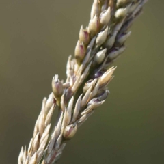 Sporobolus africanus (Parramatta Grass, Rat's Tail Grass) at O'Connor, ACT - 22 May 2023 by ConBoekel