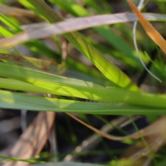 Sporobolus africanus at O'Connor, ACT - 22 May 2023