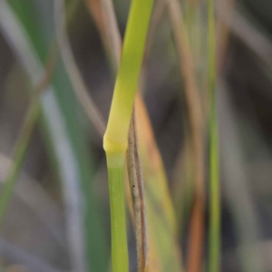 Sporobolus africanus at O'Connor, ACT - 22 May 2023