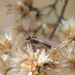 Myrmecia sp. (genus) (Bull ant or Jack Jumper) at Dryandra St Woodland - 11 May 2023 by ConBoekel