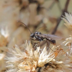 Myrmecia sp. (genus) at O'Connor, ACT - 11 May 2023