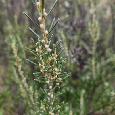 Bertya rosmarinifolia (Rosemary Bertya) at Pine Island to Point Hut - 28 May 2023 by BethanyDunne