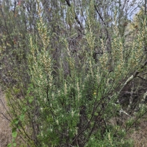 Bertya rosmarinifolia at Greenway, ACT - 28 May 2023