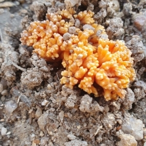 Ramaria sp. at Paddys River, ACT - 27 May 2023