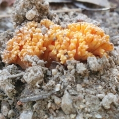 Ramaria sp. at Paddys River, ACT - 27 May 2023 03:22 PM