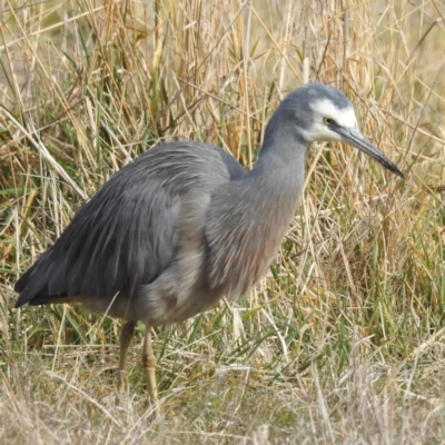 Egretta novaehollandiae (White-faced Heron) at Lions Youth Haven - Westwood Farm A.C.T. - 28 May 2023 by HelenCross