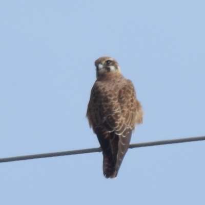 Falco berigora (Brown Falcon) at Lions Youth Haven - Westwood Farm A.C.T. - 28 May 2023 by HelenCross