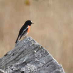 Petroica boodang (Scarlet Robin) at Lions Youth Haven - Westwood Farm A.C.T. - 28 May 2023 by HelenCross