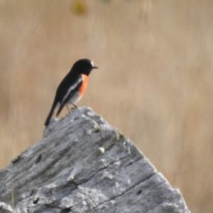 Petroica boodang at Stromlo, ACT - 28 May 2023 10:43 AM