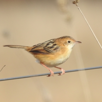 Cisticola exilis (Golden-headed Cisticola) at Stromlo, ACT - 28 May 2023 by HelenCross