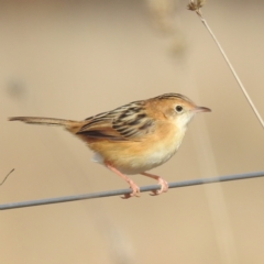 Cisticola exilis (Golden-headed Cisticola) at Lions Youth Haven - Westwood Farm - 28 May 2023 by HelenCross