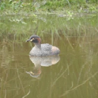 Tachybaptus novaehollandiae (Australasian Grebe) at Stromlo, ACT - 28 May 2023 by HelenCross