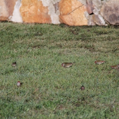 Neochmia temporalis (Red-browed Finch) at Berridale, NSW - 30 Mar 2014 by Messina