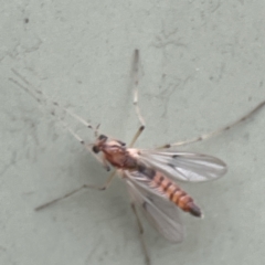 Chironomidae (family) (Non-biting Midge) at QPRC LGA - 28 May 2023 by Hejor1