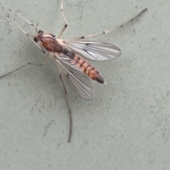 Chironomidae (family) at Karabar, NSW - 28 May 2023