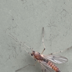 Chironomidae (family) at Karabar, NSW - 28 May 2023