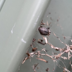 Naupactus leucoloma at Karabar, NSW - 28 May 2023