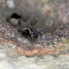 Unidentified Wolf spider (Lycosidae) at Karabar, NSW - 28 May 2023 by Hejor1