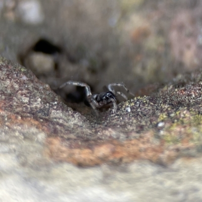 Unidentified Wolf spider (Lycosidae) at Karabar, NSW - 28 May 2023 by Hejor1