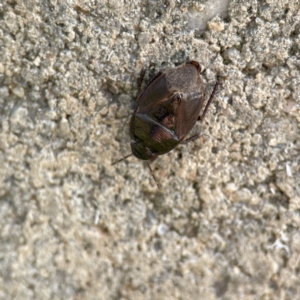 Cydnidae (family) at Karabar, NSW - 28 May 2023 03:00 PM