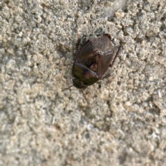 Cydnidae (family) (Burrower bug) at QPRC LGA - 28 May 2023 by Hejor1