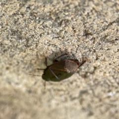 Cydnidae (family) at Karabar, NSW - 28 May 2023