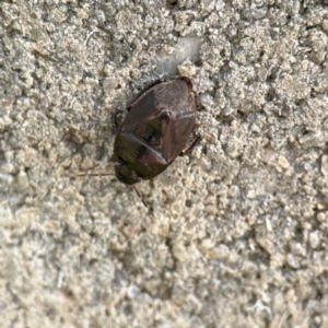 Cydnidae (family) at Karabar, NSW - 28 May 2023 03:00 PM