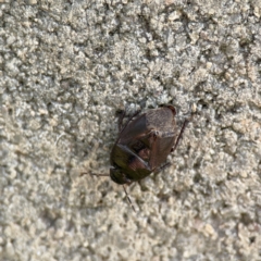 Cydnidae (family) at Karabar, NSW - 28 May 2023 03:00 PM