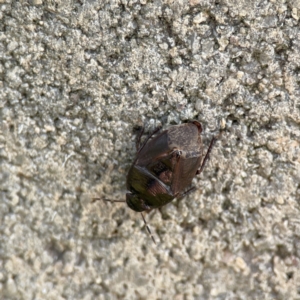 Cydnidae (family) at Karabar, NSW - 28 May 2023