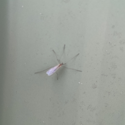 Limoniidae (family) (Unknown Limoniid Crane Fly) at QPRC LGA - 28 May 2023 by Hejor1