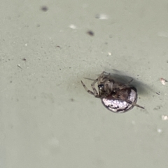 Unidentified Orb-weaving spider (several families) at Karabar, NSW - 28 May 2023 by Hejor1