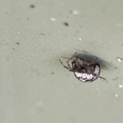 Unidentified Orb-weaving spider (several families) at Karabar, NSW - 28 May 2023 by Hejor1