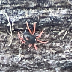 Penthaleidae (family) (An earth mite) at QPRC LGA - 28 May 2023 by Hejor1