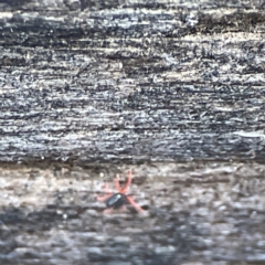 Penthaleidae (family) at Karabar, NSW - 28 May 2023