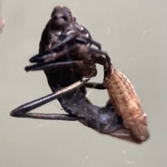 Boreoides subulatus (Wingless Soldier Fly) at QPRC LGA - 28 May 2023 by Hejor1